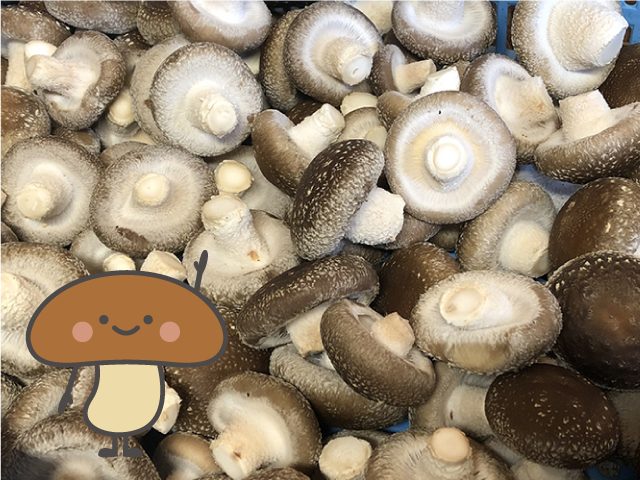 きのこ、知ってますか？